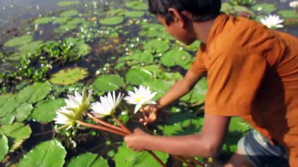 গ্রাম বাংলার ছেলেমেয়েদের শাপলা ফুল তুলার একটি দৃশ্য