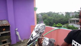 My Pigeon Flies To My Hand | My Small Pigeon Farm