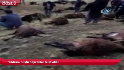 Yıldırım düştü hayvanlar telef oldu