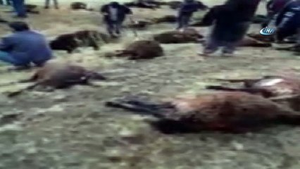 Yıldırım düştü hayvanlar telef oldu