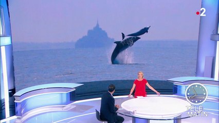 Faune - Dans le sillage des dauphins