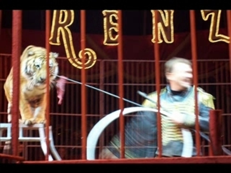 Les tigres du cirque Universal Renz