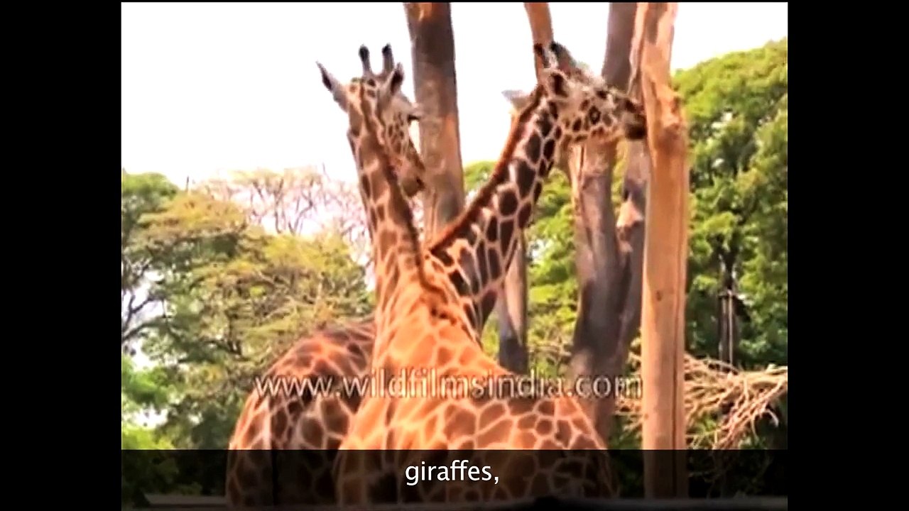 Adaptation in mountains and terrestrial habitats- Introduction