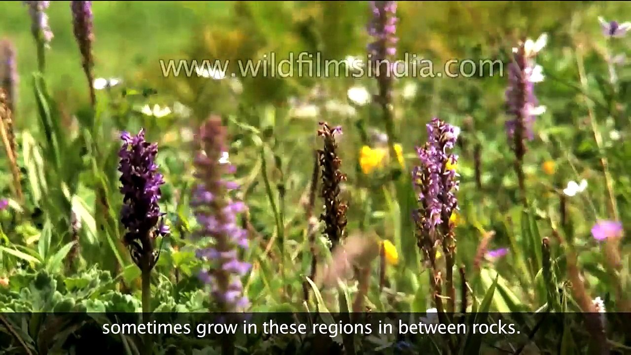 Adaptation in Mountains and Terrestrial Habitats