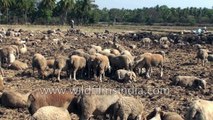 Livestock of an Indian village in Karnataka- goats sheep and donkeys