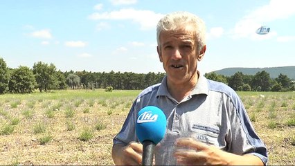 Köylüyü lavanta balı kurtaracak