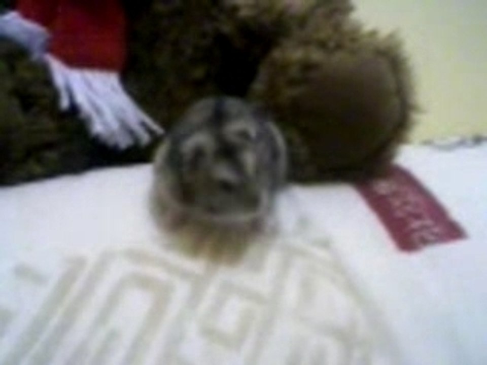 robert qui tombe