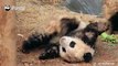 A panda a day, keeps the sorrow away.Have you ever seen pandas in a mess like this? Any comments?