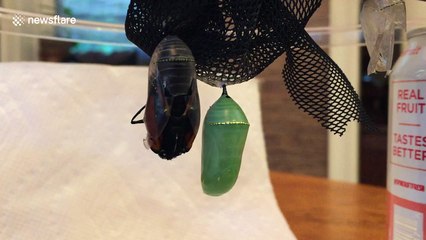Monarch butterfly emerges from chrysalis