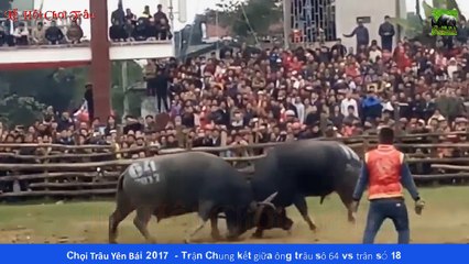 Chọi Trâu Lục Yên, Yên Bái 2017  - Trận Chung kết giữa ông trâu số 64 vs trâu số 18