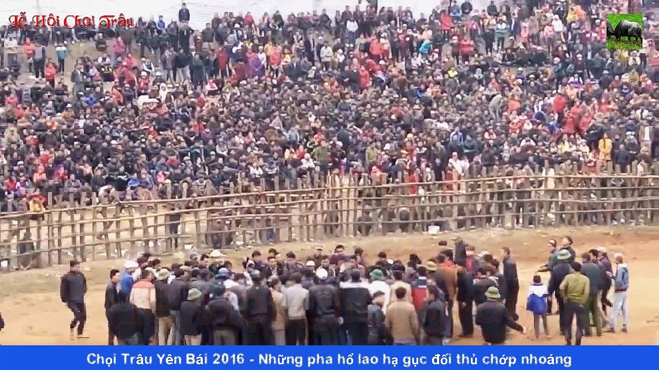 Chọi Trâu Yên Bái 2016 - Những pha hổ lao hạ gục đối thủ chớp nhoáng