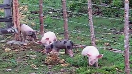 These cuties sure are having an itchy day  