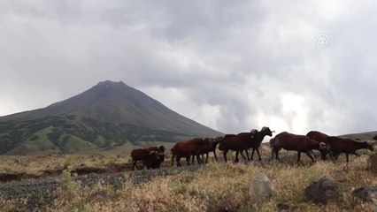 74 Koyun Yıldırım Nedeniyle Telef Oldu