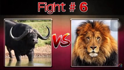 Top 10 Extreme Animals Fighting || Pets & Animals