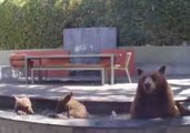 Bear Family Cool Down From the California Heat in a Neighbor’s Water Fountain