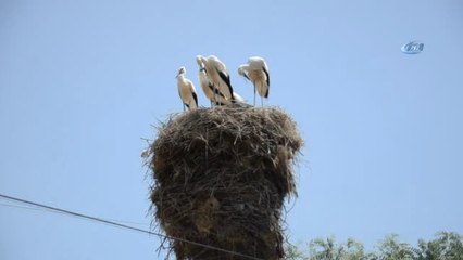 Leylekler Köyün Sembolü Haline Geldi