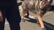 K9 Struggles to Find His Feet While Testing Out New Paw-Protecting Booties