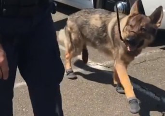K9 Struggles to Find His Feet While Testing Out New Paw-Protecting Booties