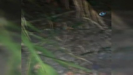 Yavru Caretta Carettalar Vatandaşlar Tarafından Denize Ulaştırıldı