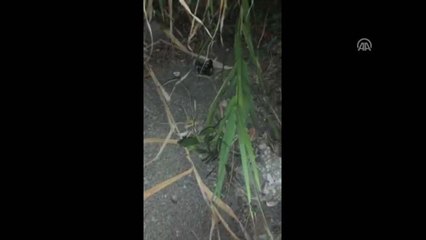 Caretta Yavrularını Poşetle Denize Bıraktılar