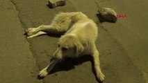 Van Otomobil Çarpan Köpeğin Başından Ayrılmadılar Hd