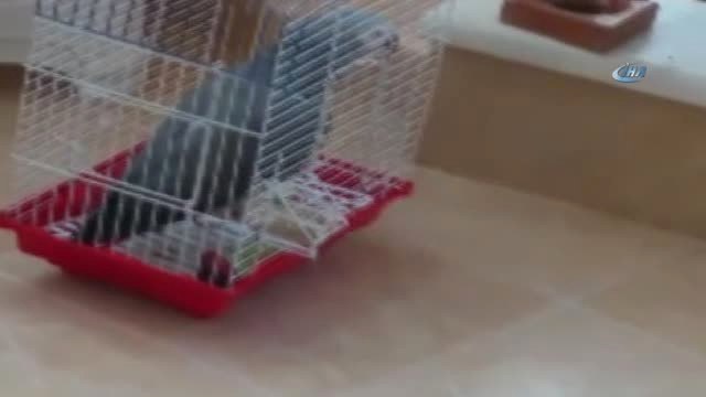 Cuma Namazına Giderken Bulduğu Papağanın Söyledikleri Karşısında Şoke Oldu
