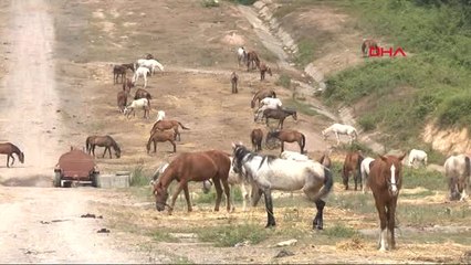 Beykoz'da 220 At Günlerdir Güneş Altında Bekliyor