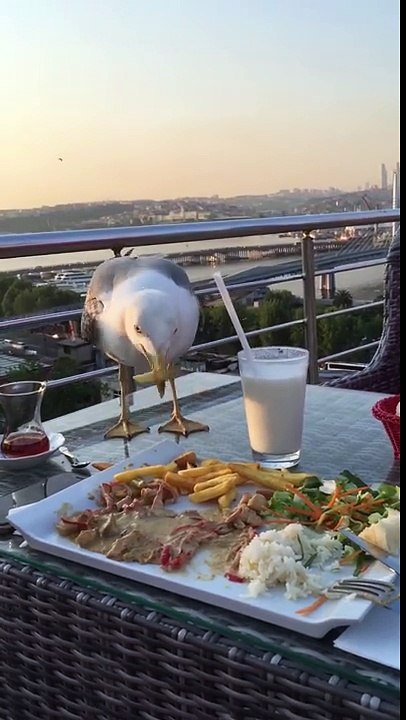 Seagull Steals Meal from Table