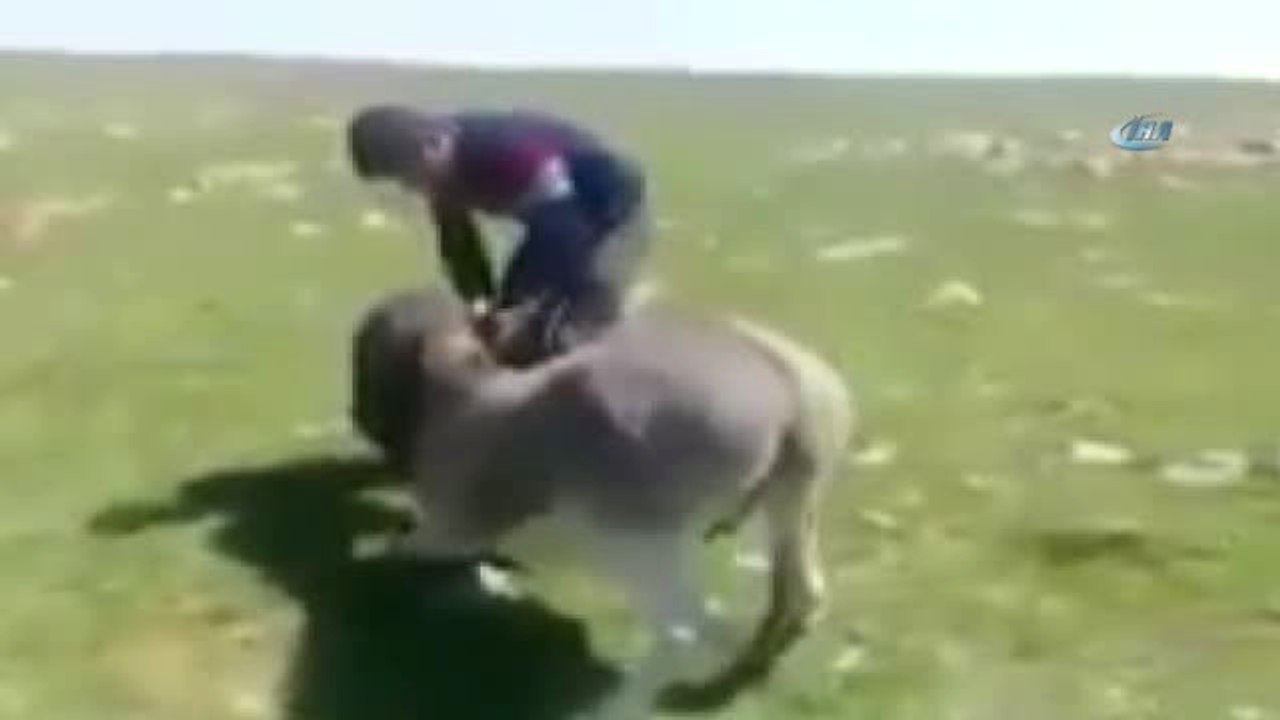 Kars'ta, Eşeğe İşkence Yaptılar