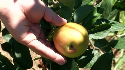 보름 넘게 폭염...농작물 피해 막으려면? / YTN