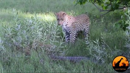 Monitor Lizard Tries To Give a Leopard a Slap