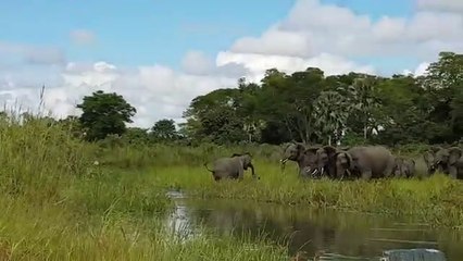 Download Video: Un éléphant se fait mordre la trompe par un crocodile