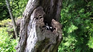 Baby raccoon stuck in a tree