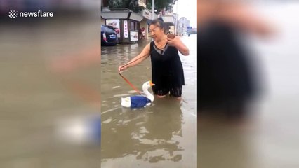 Woman takes goose for walk on flooded street in China
