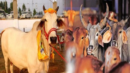 Rajasthan में Farmers की 50% Profit बढ़ी, Cow Milk से भी महंगा हुआ गोमूत्र | वनइंडिया हिंदी