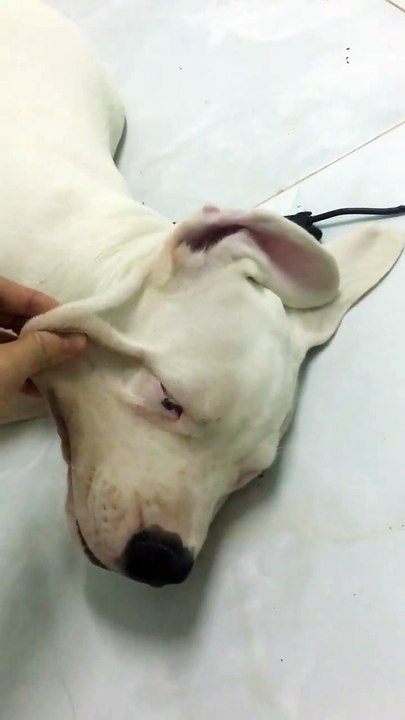 Strange Dog Keeps Wandering Into Her Home To Sleep