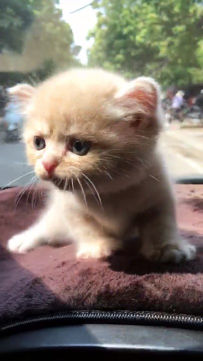 The kitten must leave his mother