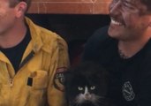 California Fire Team Rescues Cat From Chimney