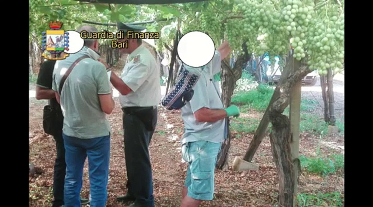 Caporalato: arresti e sequestri tra Bisceglie e Mola di Bari "costretti a 13 ore di lavoro per un mese anche la notte" - il video diffuso dalla Guardia di Finanza