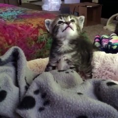 My cat is looking for me in the room & Cute cat at my house