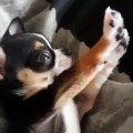 Bébé Chihuahua s'étire au réveil.. comme un humain !