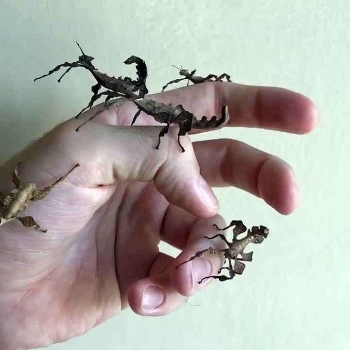 Ces feuilles mortes.. bougent !! Ce sont des insectes sur la main !