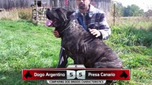 Dogo Argentino vs Presa Canario