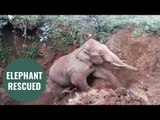 Elephant rescued from a well using a digger