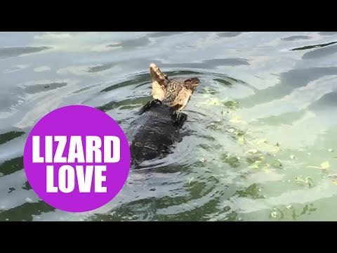 Two Asian water monitor lizards caught mating at a Thai tourist hotspot