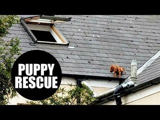 Firefighters rescuing a puppy from roof