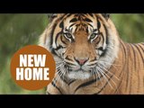 Sumatran tiger has been moved to a new home