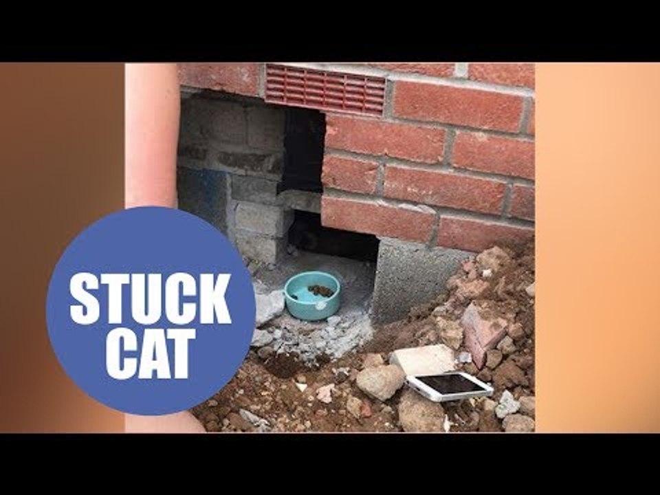 Pet cat was rescued after being built into a house