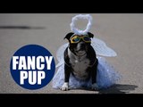 Britain’s most pampered pooch