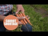 British farmer claims Xmas dinner could be ruined due to a shortage of CARROTS